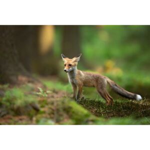 Red Fox, (128 x 85 cm)