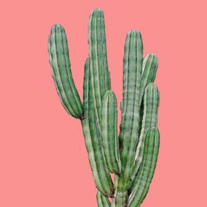 Cactus6, (96 x 128 cm)