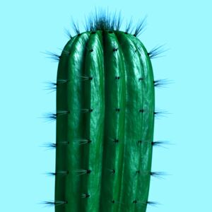 Cactus1, (96 x 128 cm)