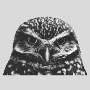 Grey owl, (96 x 128 cm)