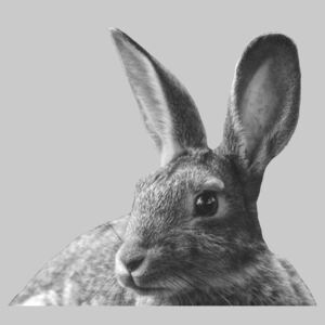 Grey rabbit, (96 x 128 cm)