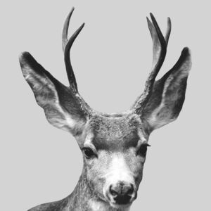 Grey deer, (96 x 128 cm)