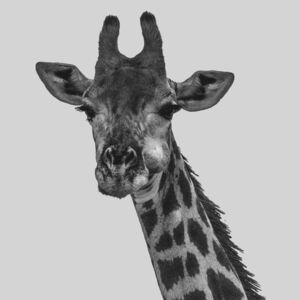 Grey giraff, (96 x 128 cm)