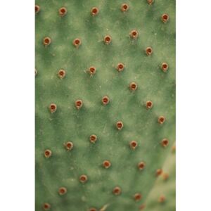 Cactus texture, (85 x 128 cm)