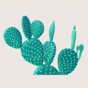 Cactus 5, (96 x 128 cm)