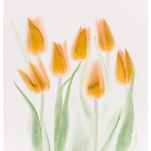 Golden Tulips, (128 x 128 cm)
