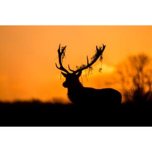Red Deer Stag Silhouette, (128 x 85 cm)