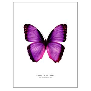 Butterfly 2, (96 x 128 cm)