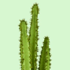 Cactus 8, (96 x 128 cm)
