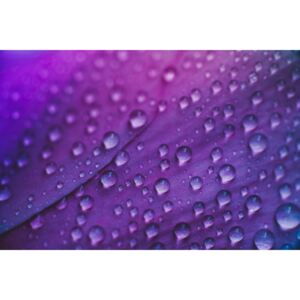 Raindrop on a lilac-rose flowers, (128 x 85 cm)