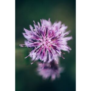 Art Photography Macro of lilac flower, Javier Pardina