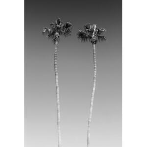 Palm Trees In Black & White, (85 x 128 cm)