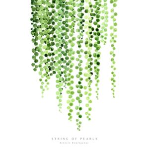 Watercolor string of pearls illustration, (85 x 128 cm)