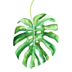 Watercolor monstera leaf, (85 x 128 cm)