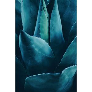 Art Photography Cactus No 4, Kubistika