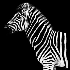 Zebra Black Edition, (128 x 85 cm)