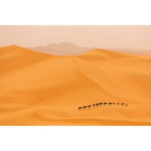Camels caravan in Sahara, (128 x 85 cm)