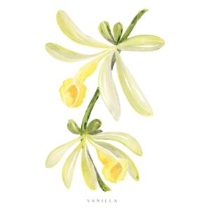 Watercolor vanilla orchid illustration, (85 x 128 cm)