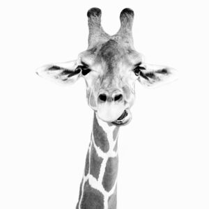 Art Photography Happy giraffe, Sisi & Seb