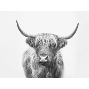Art Photography Highland bull, Sisi & Seb
