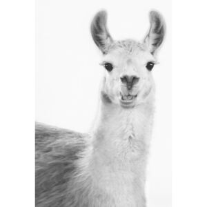 Art Photography Happy llama, Sisi & Seb