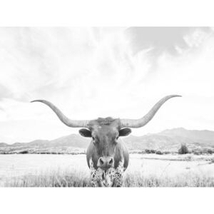 Art Photography Longhorn texas, Sisi & Seb