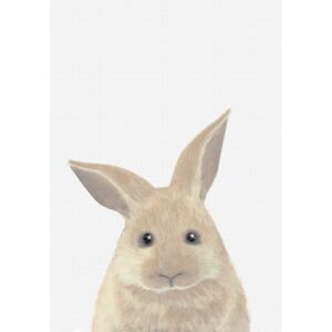 Illustration Rabbit, Studio II