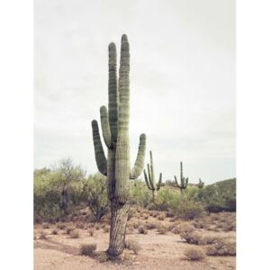 Art Photography Desert Cactus, Sisi & Seb