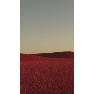 Art Photography Minimal landscpases of a red grass at with a gradient sky series 1, Javier Pardina