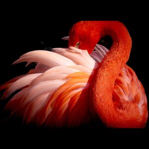 Art Photography flamingo, Makoto Nishikura