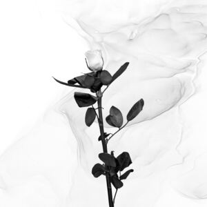 Art Photography White Rose | Liquid Art , Melanie Viola