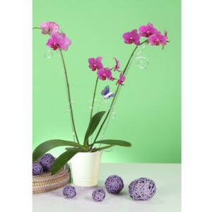 Orchid Pot - White - 14cm