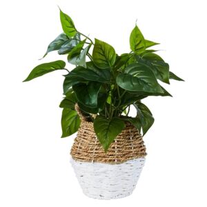 Plant in Two Tone Basket - White & Natural