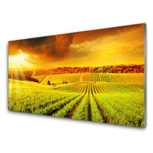 Acrylic Print Field sunset landscape green yellow 100x50 cm