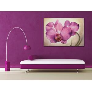 Canvas Print Orchids: Sensual orchid