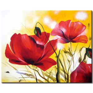 Canvas Print Poppies: Beautiful poppies