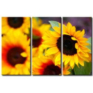 Canvas Print Sunflowers: Sunflowers from my garden