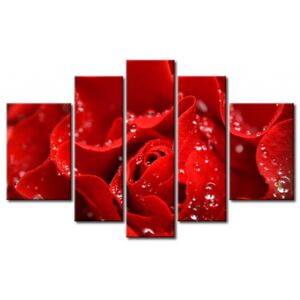 Canvas Print Roses: Kiss from a red rose