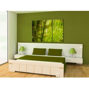 Canvas Print Zen: Fresh green tropical grass