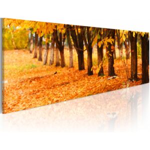Canvas Print Forest: Golden leaves