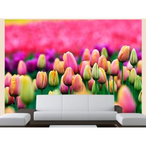 Wall mural Tulips: Field of tulips