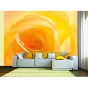 Wall mural Roses: Yellow rose