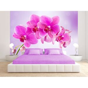 Wall mural Orchids: Thoughtfulness