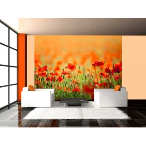 Wall mural Poppies: Poppies in shiny summer day