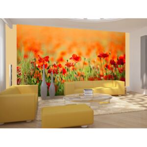 Wall mural Poppies: Poppies in shiny summer day