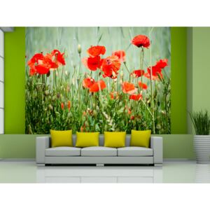 Wall mural Poppies: Field of red poppies