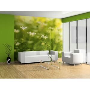 Wall mural Meadow: Nature in springtime
