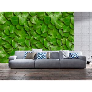 Wall mural Forest and Trees: Secret Garden