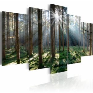 Canvas Print Forest: Fairytale Forest