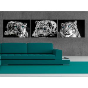 Canvas Print Cats: Snow Leopards (3 Parts) Vertical